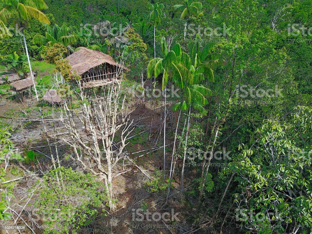 Detail Rumah Pohon Korowai Nomer 47