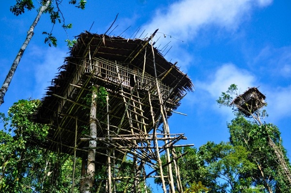 Detail Rumah Pohon Suku Korowai Nomer 36