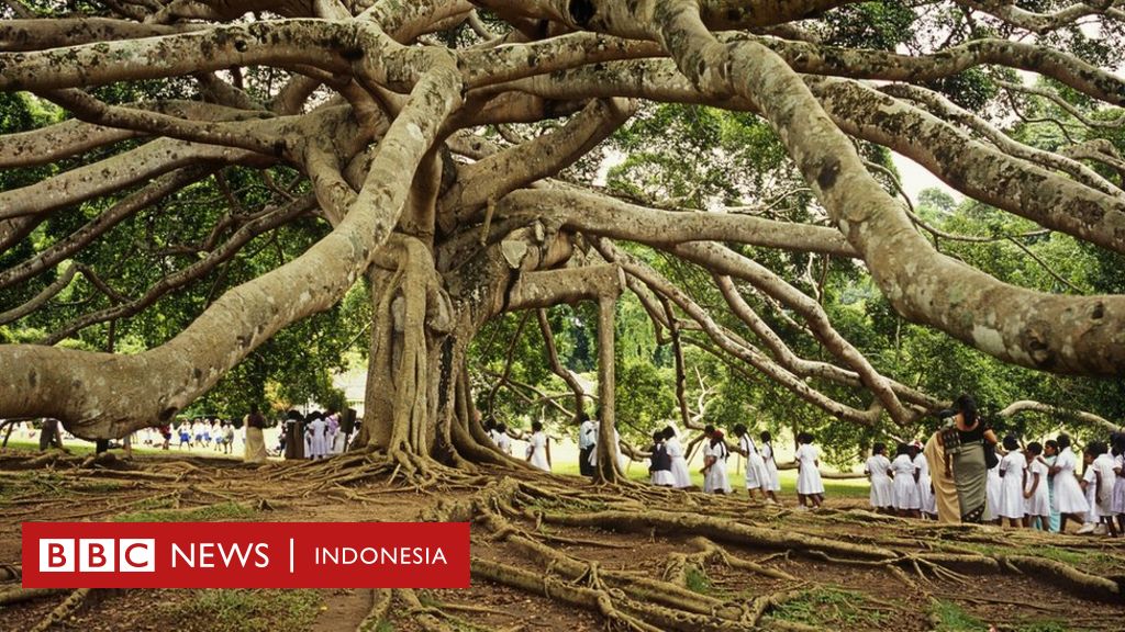 Detail Rumah Pohon Tertinggi Di Dunia Nomer 25