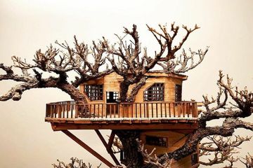 Detail Rumah Pohon Tertinggi Di Dunia Nomer 44