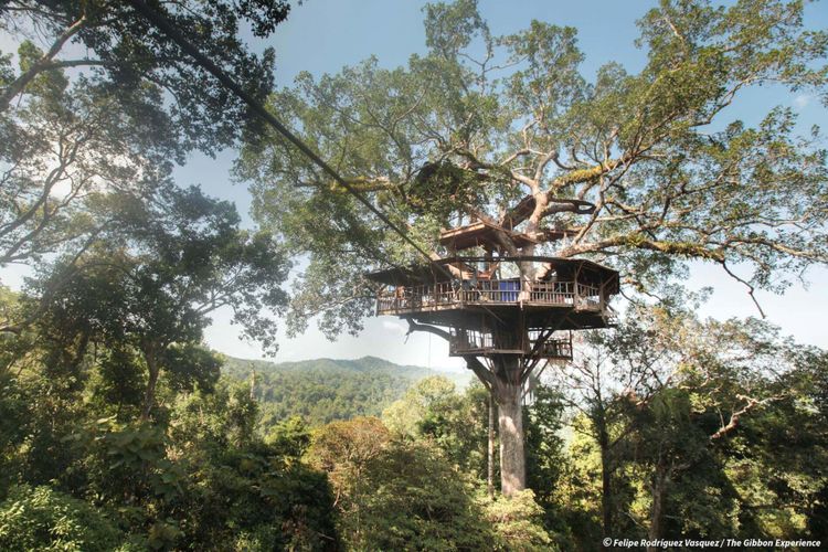 Detail Rumah Pohon Tertinggi Di Dunia Nomer 5
