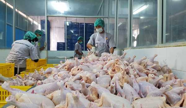 Detail Rumah Potong Ayam Terbesar Di Indonesia Nomer 16