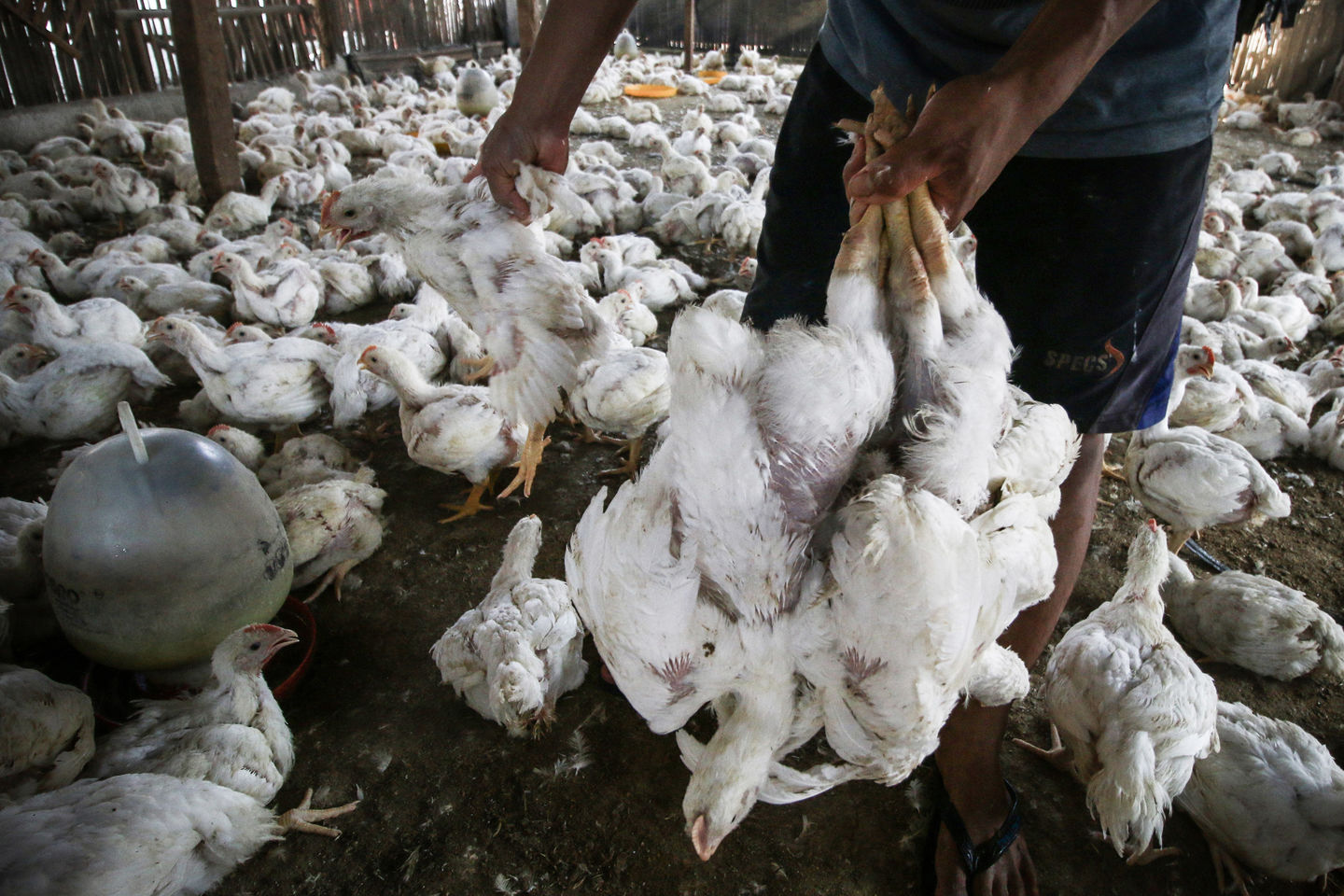 Detail Rumah Potong Ayam Terbesar Di Indonesia Nomer 23