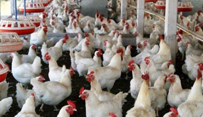 Detail Rumah Potong Ayam Terbesar Di Indonesia Nomer 37