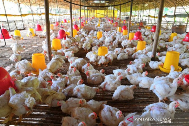 Detail Rumah Potong Ayam Terbesar Di Indonesia Nomer 53