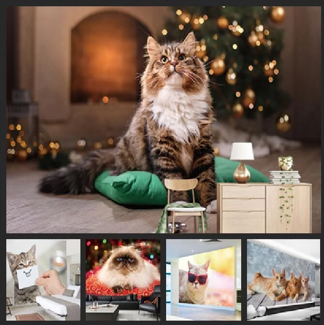 Detail Wallpaper Dinding Kucing Nomer 30