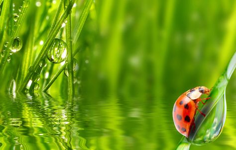 Detail Wallpaper Embun Di Daun Nomer 11