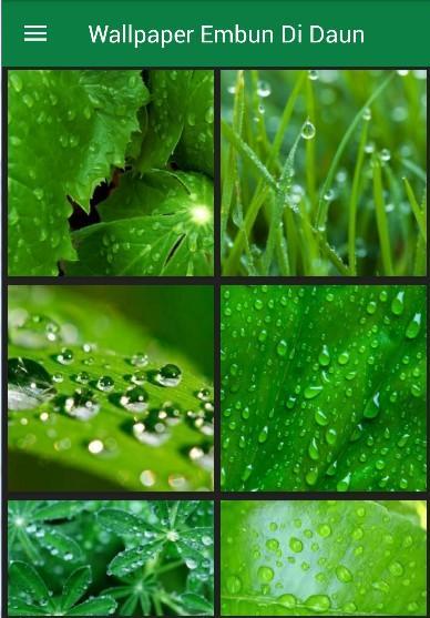 Detail Wallpaper Embun Di Daun Nomer 34