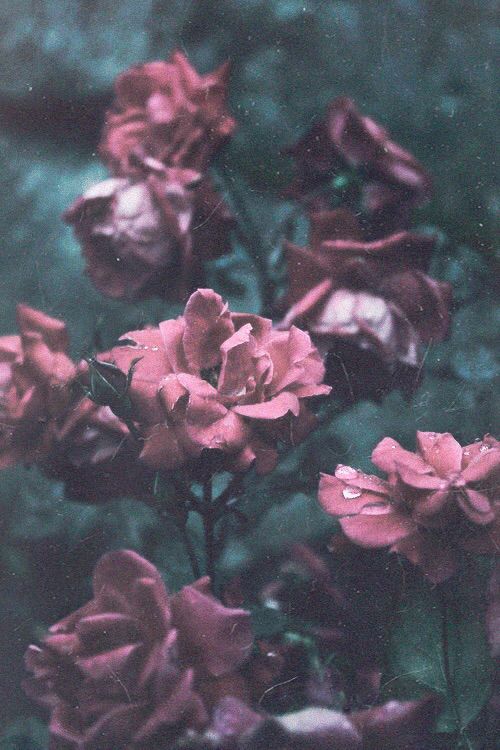 Detail Wallpaper Flower For Iphone 5 Tumblr Nomer 20