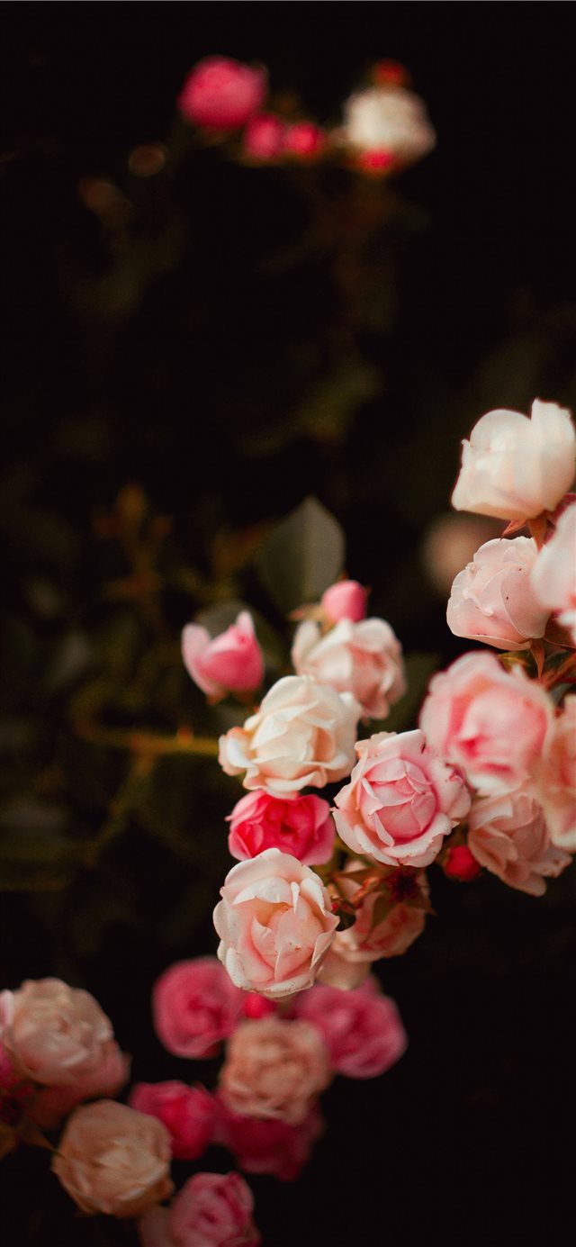 Detail Wallpaper Flower Iphone Nomer 25