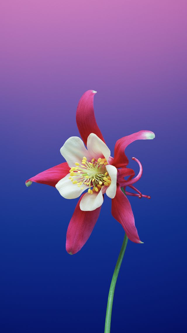 Detail Wallpaper Flower Iphone Nomer 40