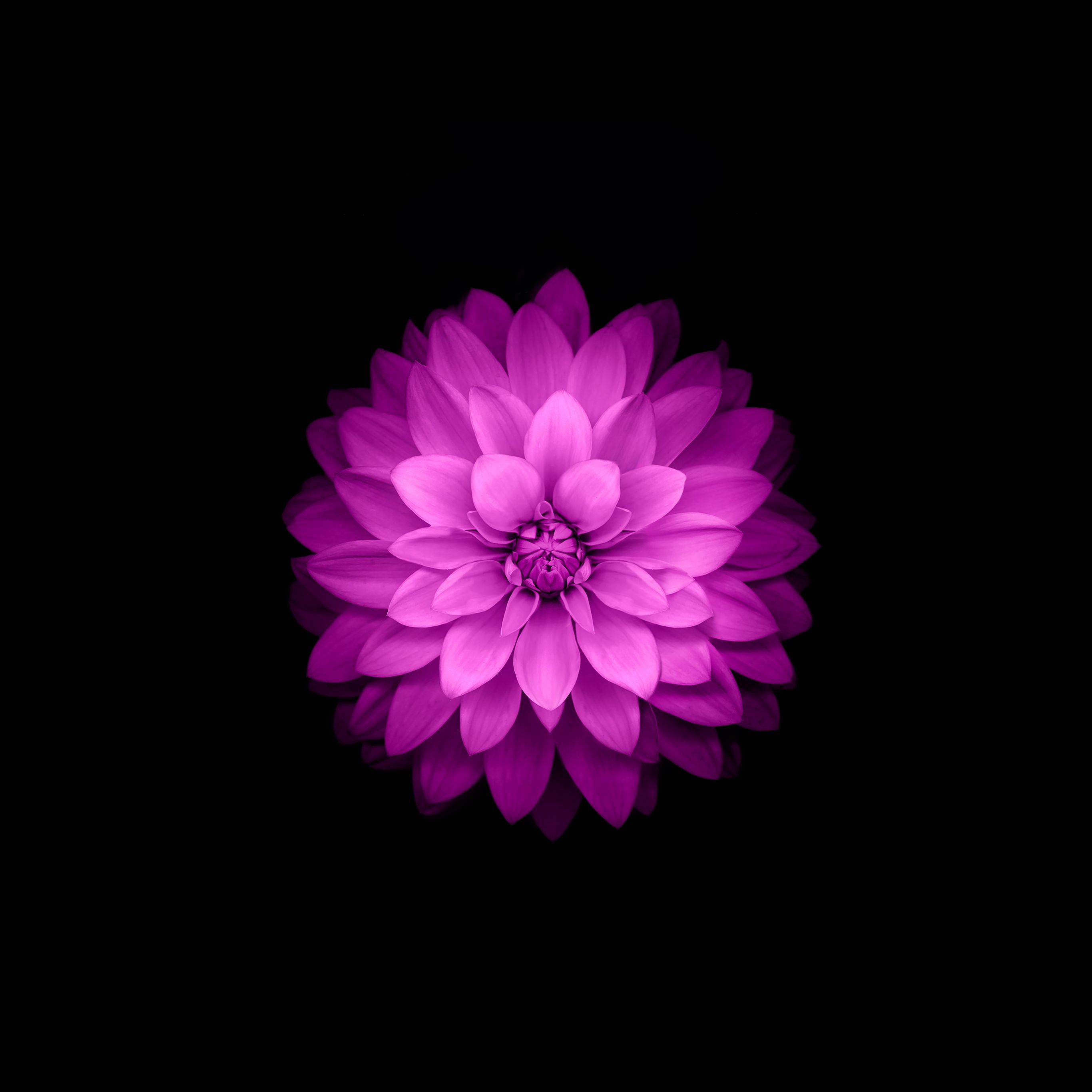 Detail Wallpaper Flower Iphone Nomer 41