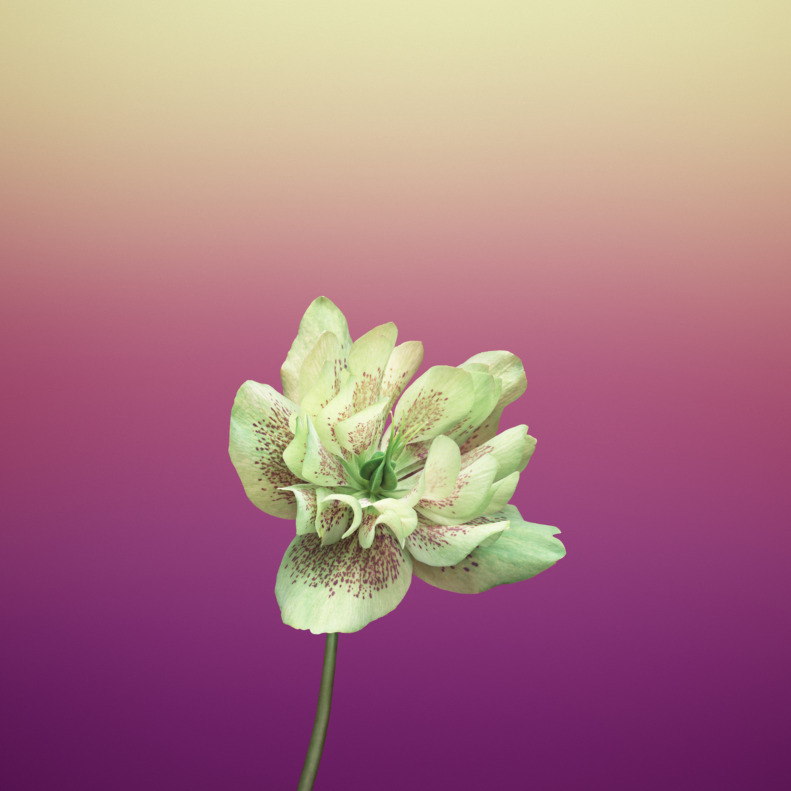 Detail Wallpaper Flower Iphone Nomer 42