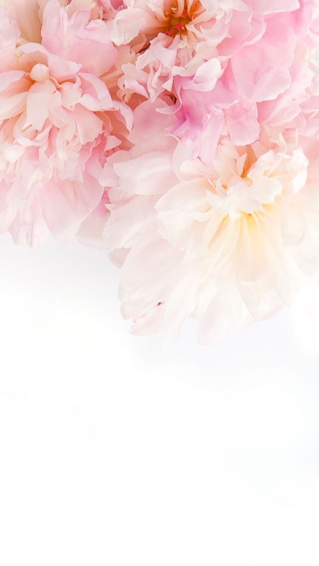 Wallpaper Flower Pink - KibrisPDR