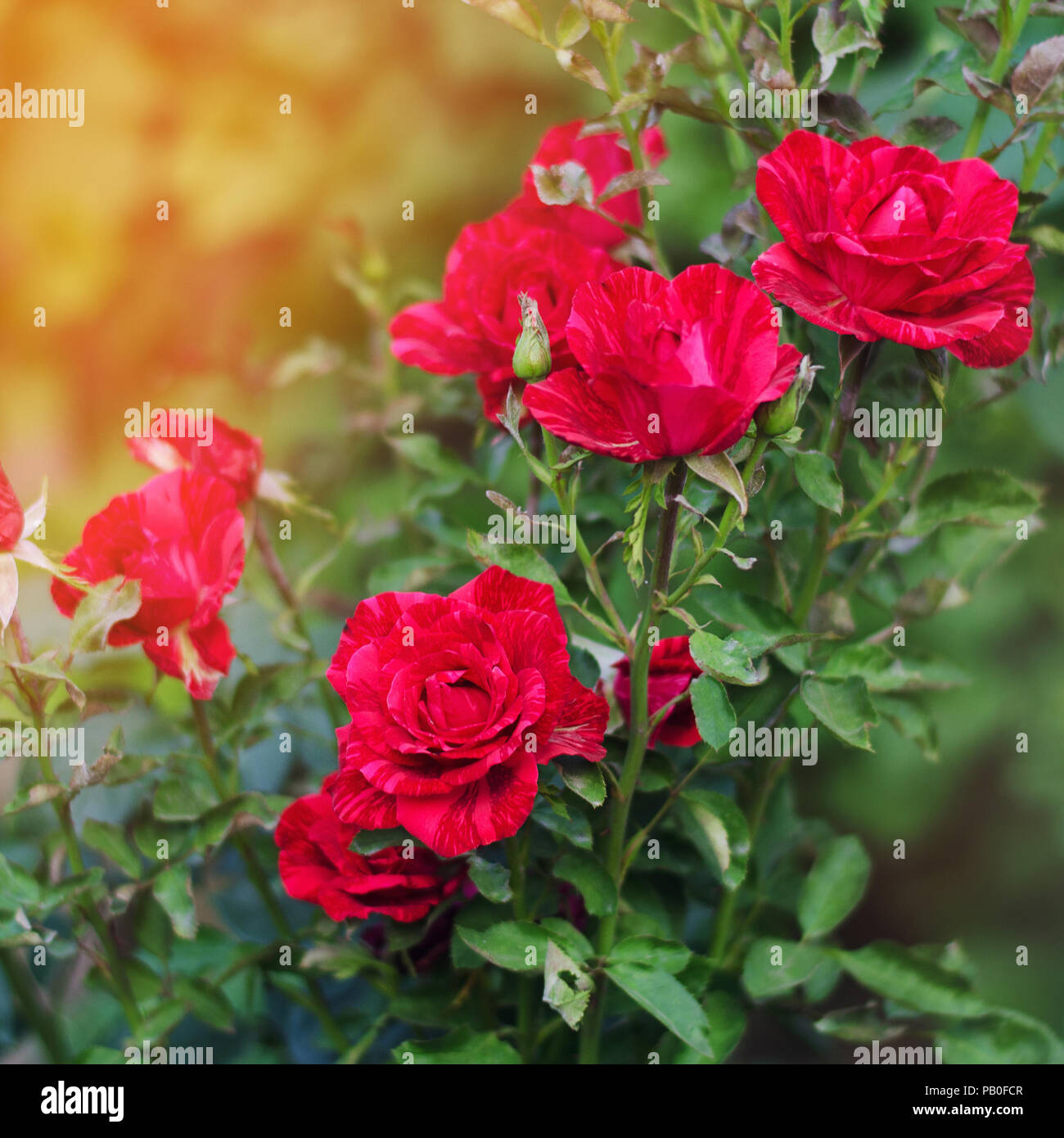 Detail Wallpaper Flower Rose Nomer 39