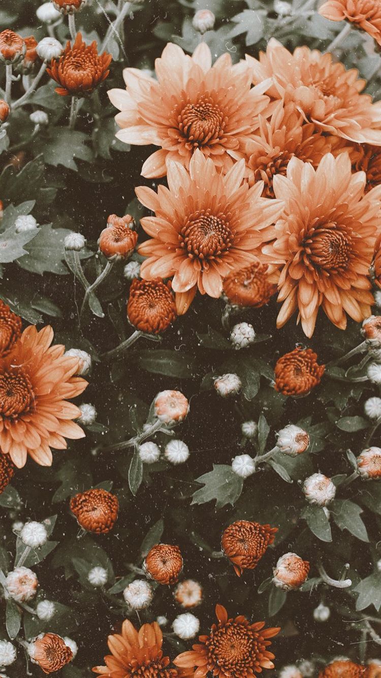 Detail Wallpaper Flower Vintage Tumblr Nomer 41