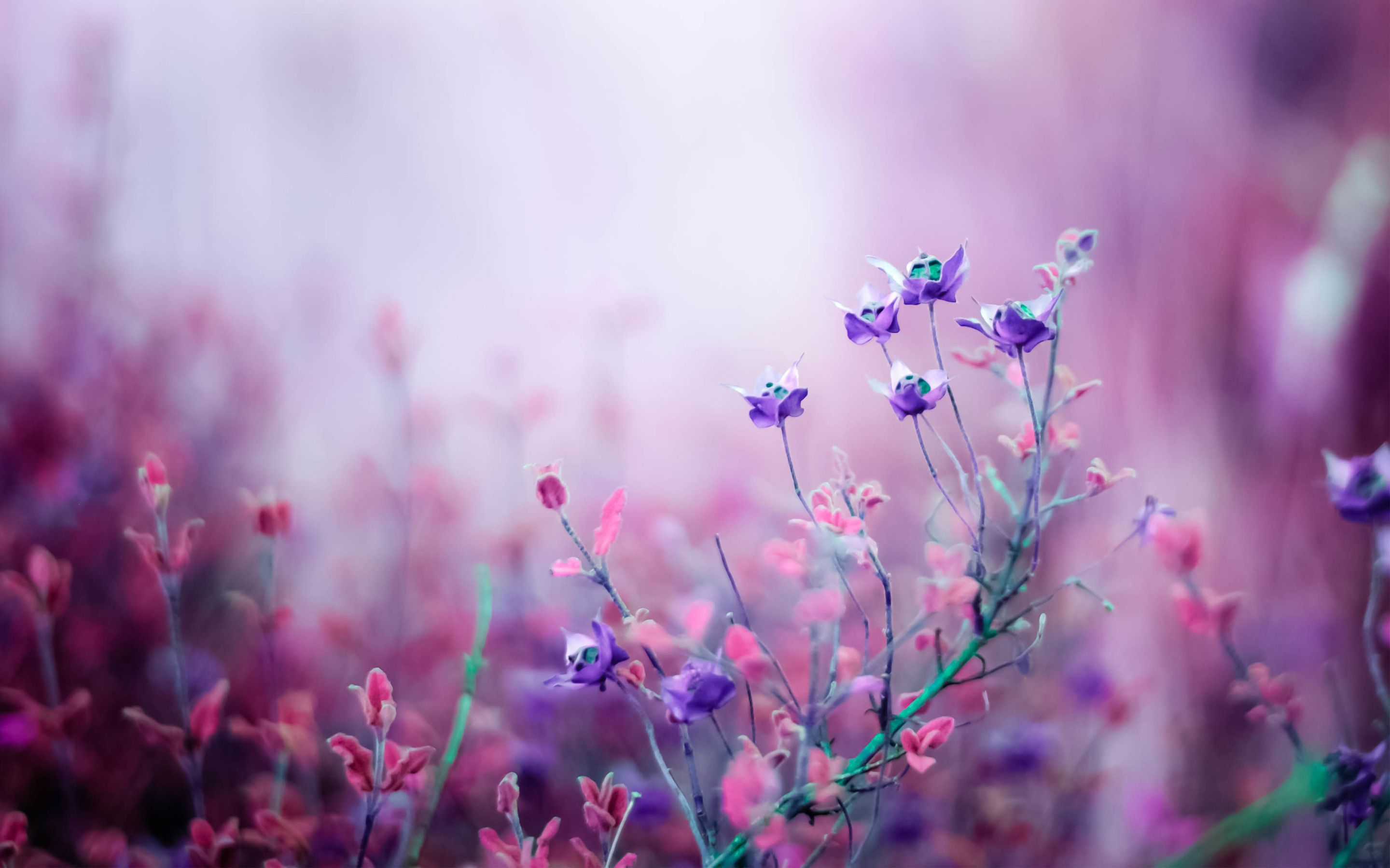 Detail Wallpaper Flowers Hd Nomer 3