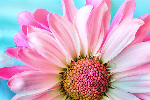 Detail Wallpaper Flowers Hd Nomer 28