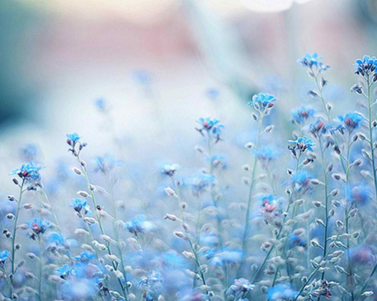 Detail Wallpaper Flowers Tumblr Nomer 22