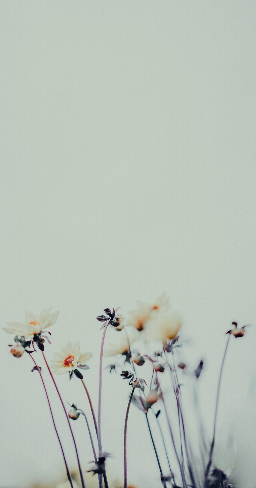 Detail Wallpaper Flowers Tumblr Nomer 28