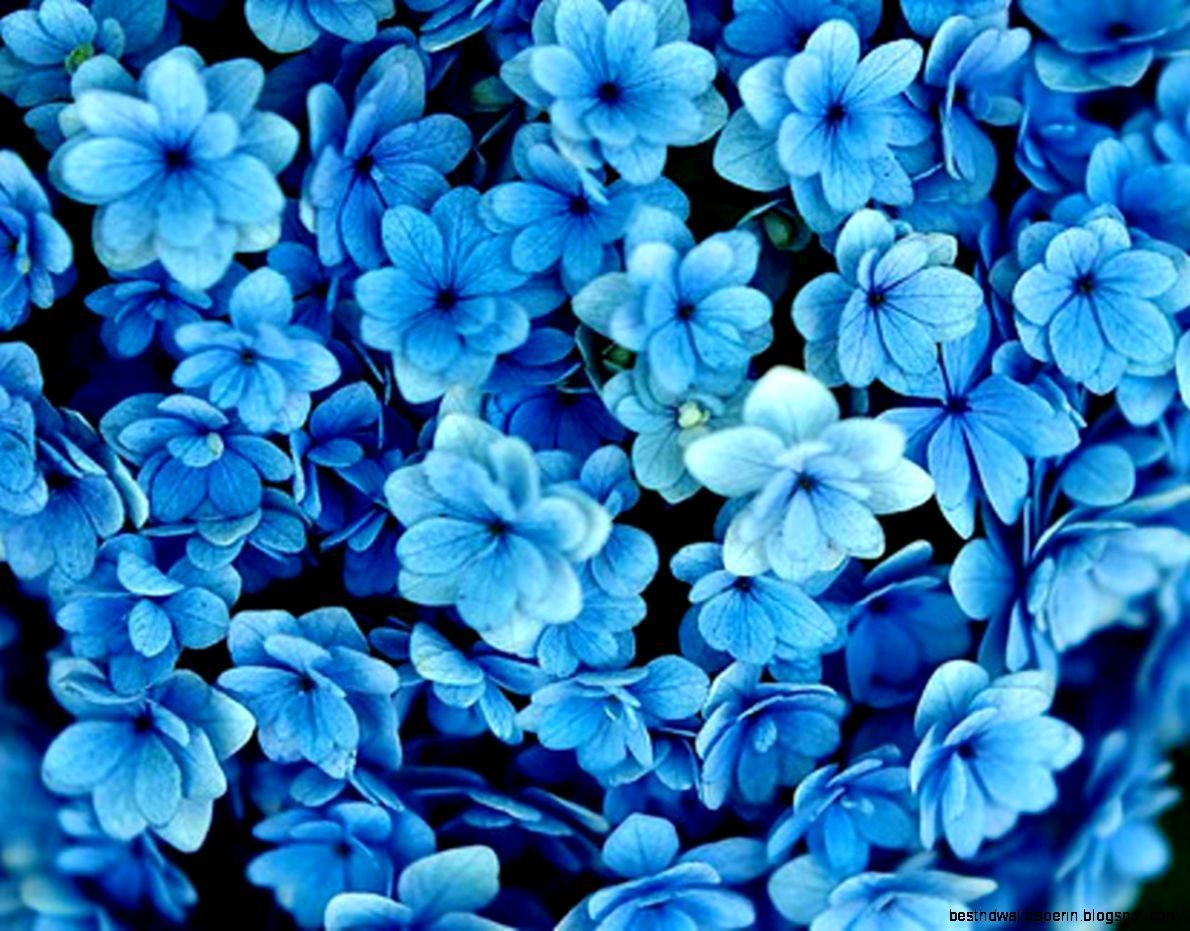 Detail Wallpaper Flowers Tumblr Nomer 52