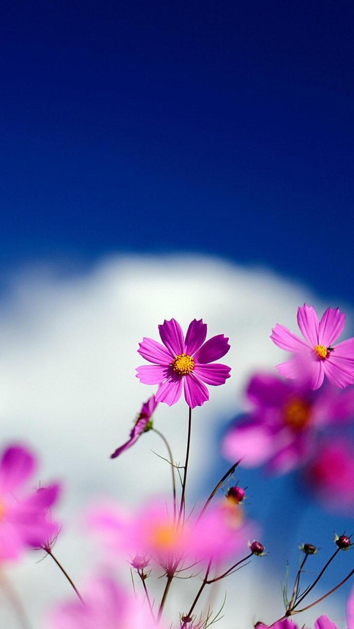 Detail Wallpaper For Mobile Hd Nomer 38