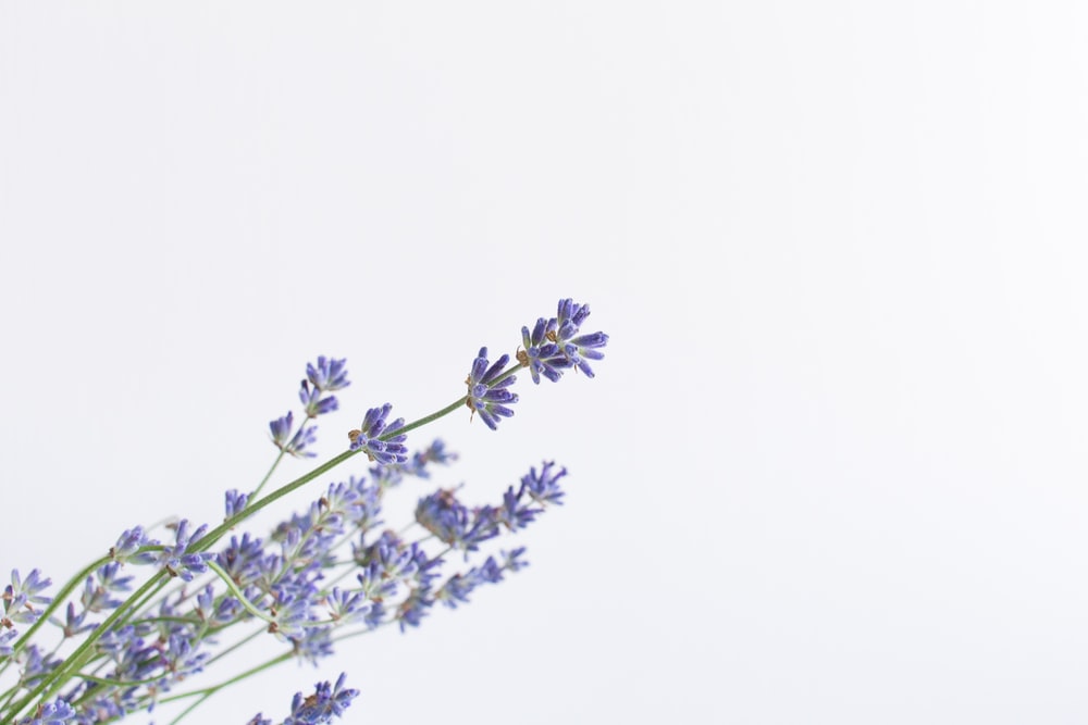 Detail Wallpaper Gambar Bunga Lavender Nomer 33