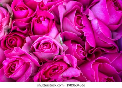Detail Wallpaper Gambar Bunga Mawar Pink Nomer 51