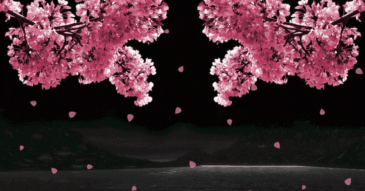 Detail Wallpaper Gambar Bunga Sakura Nomer 41