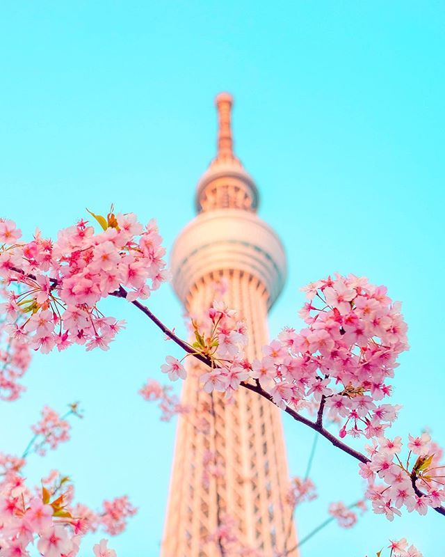 Detail Wallpaper Gambar Bunga Sakura Jepang Nomer 27