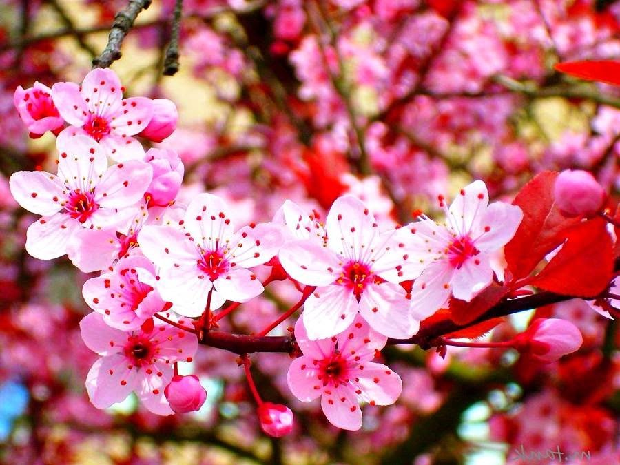 Detail Wallpaper Gambar Bunga Sakura Jepang Nomer 28