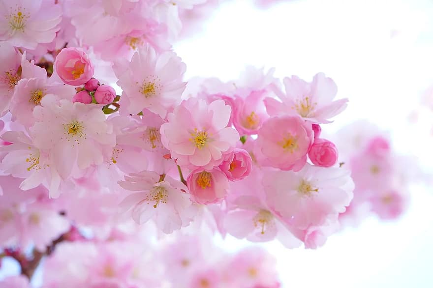 Detail Wallpaper Gambar Bunga Sakura Jepang Nomer 29