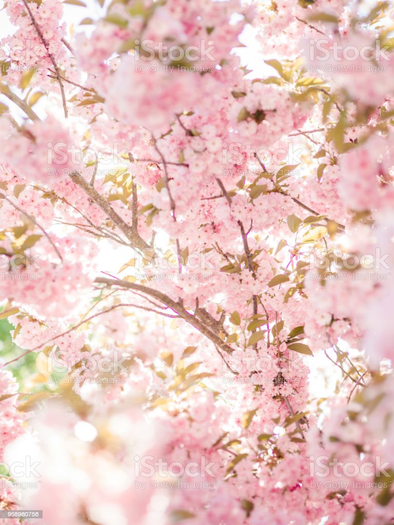 Detail Wallpaper Gambar Bunga Sakura Jepang Nomer 41