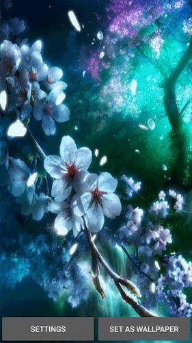 Detail Wallpaper Gambar Bunga Sakura Jepang Nomer 55