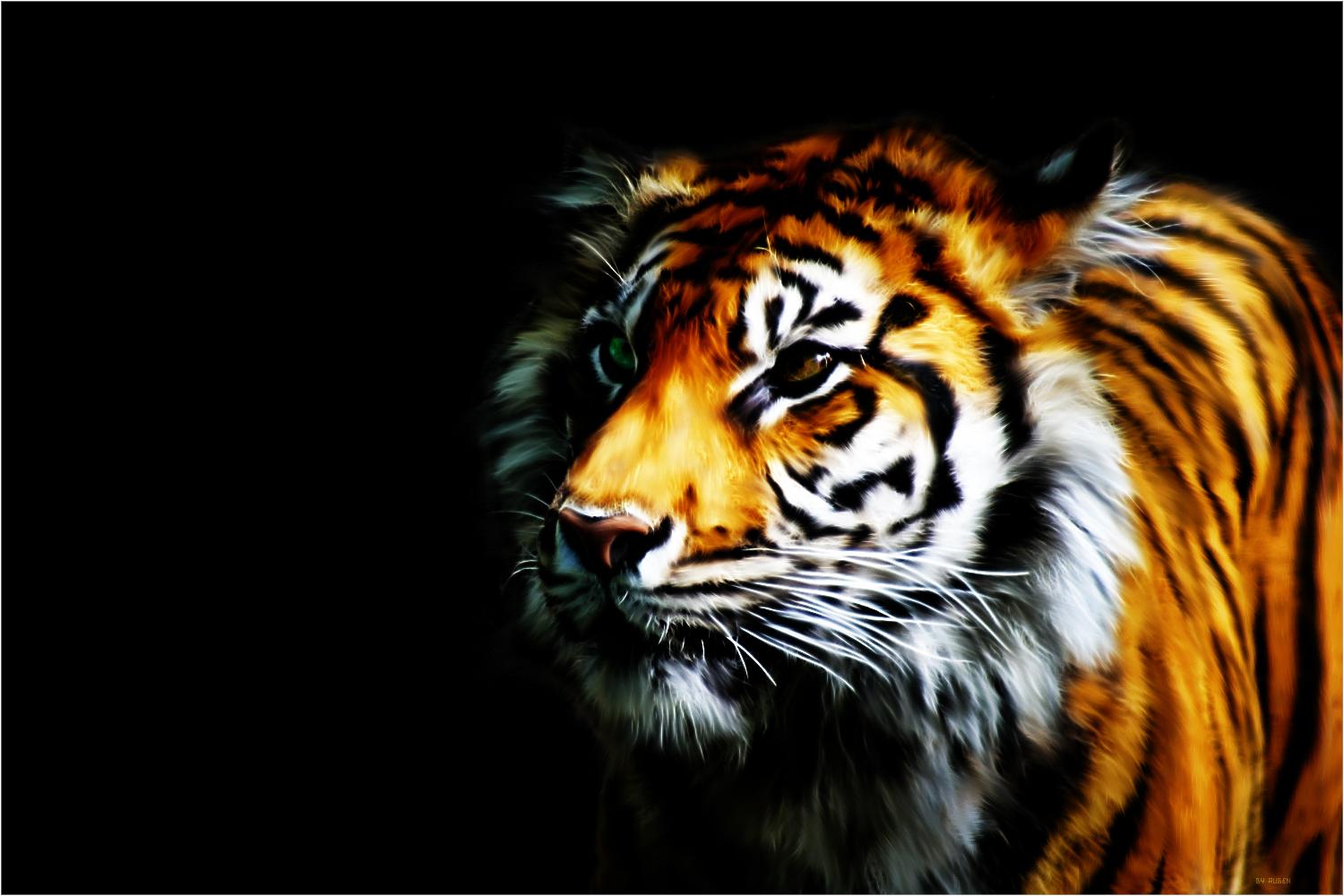 Detail Wallpaper Gambar Harimau Nomer 40