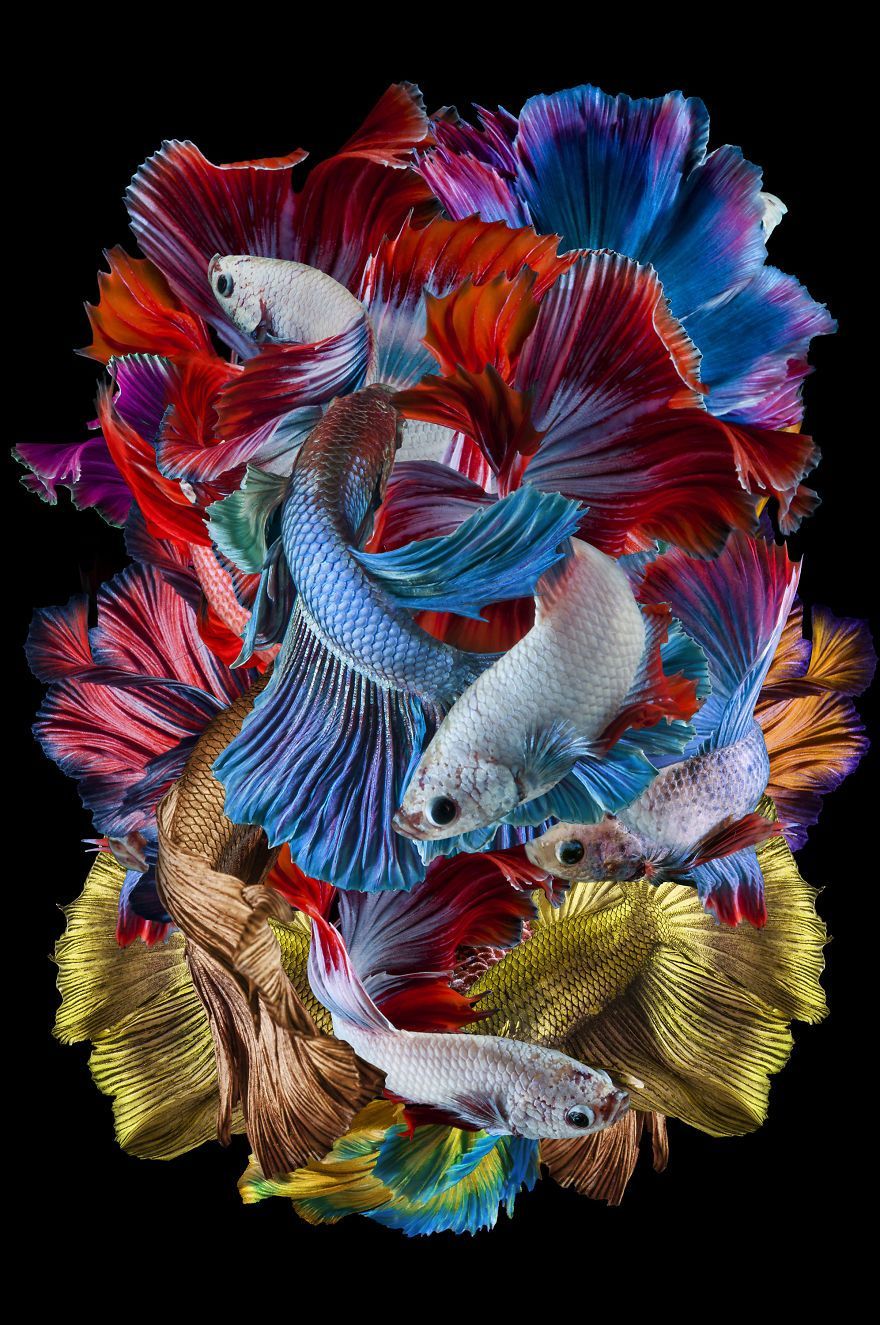 Detail Wallpaper Gambar Ikan Nomer 6