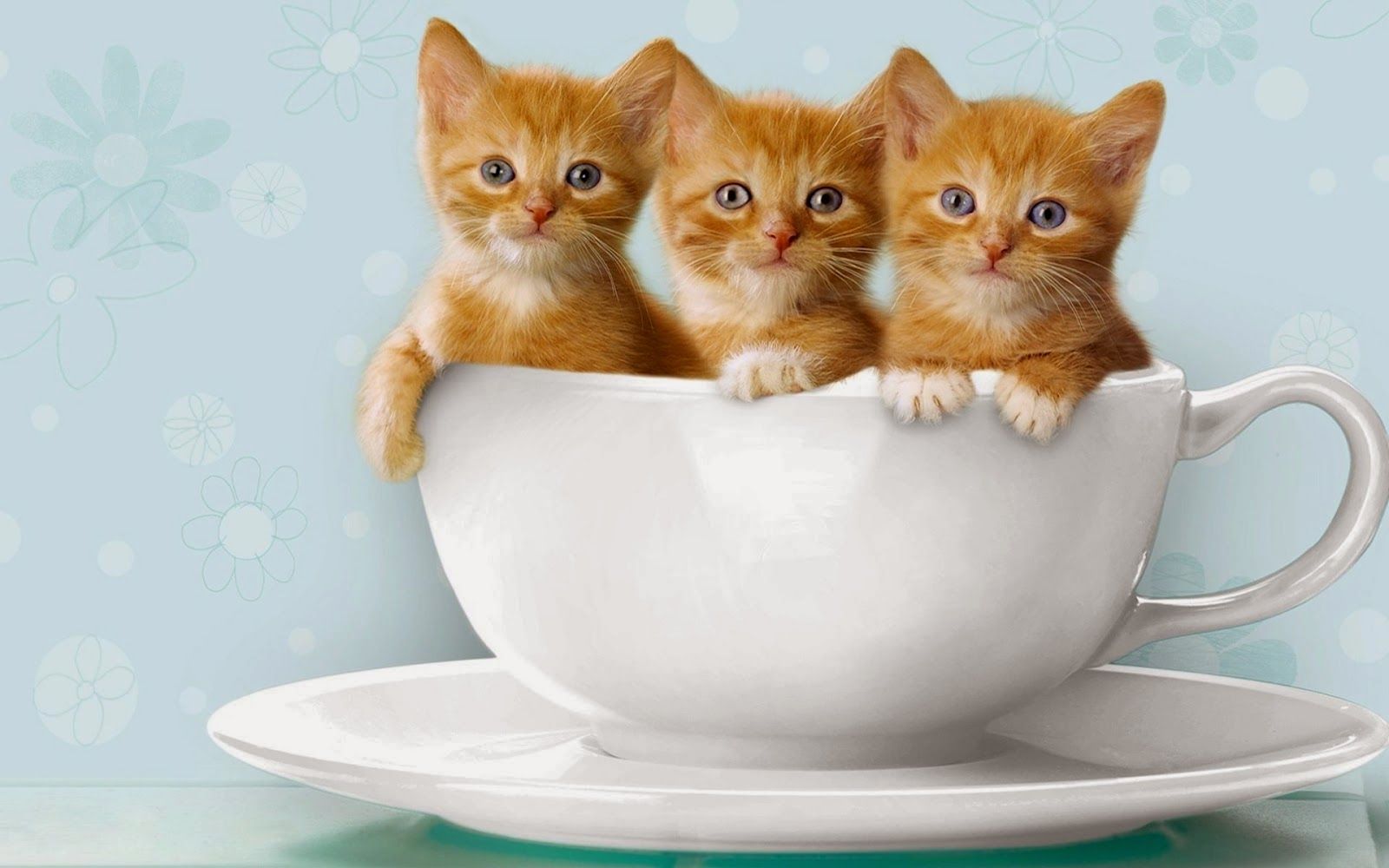 Detail Wallpaper Gambar Kucing Lucu Nomer 20