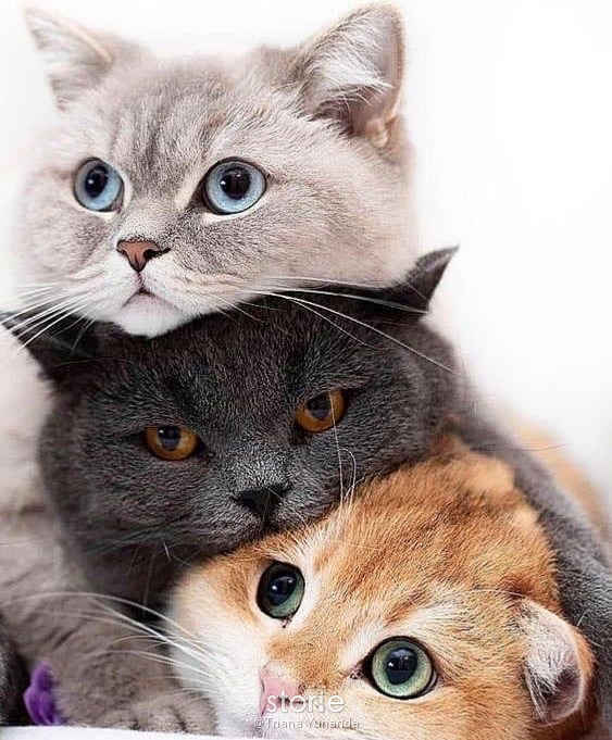 Detail Wallpaper Gambar Kucing Lucu Nomer 22
