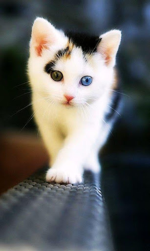 Detail Wallpaper Gambar Kucing Lucu Nomer 25