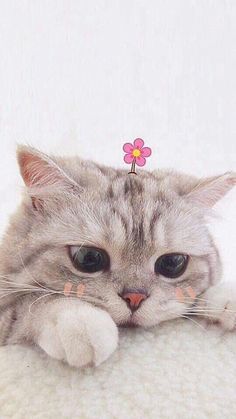 Detail Wallpaper Gambar Kucing Lucu Nomer 26
