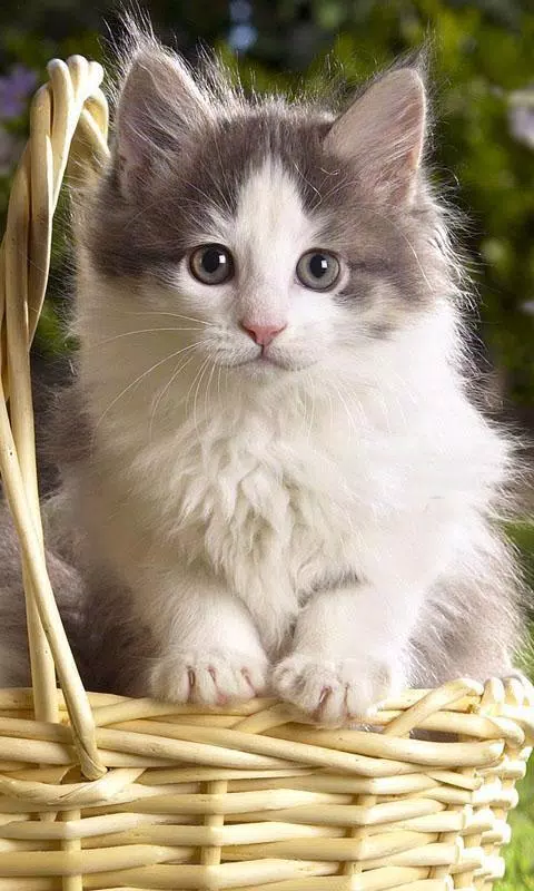 Detail Wallpaper Gambar Kucing Lucu Nomer 38