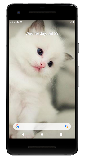 Detail Wallpaper Gambar Kucing Lucu Nomer 48