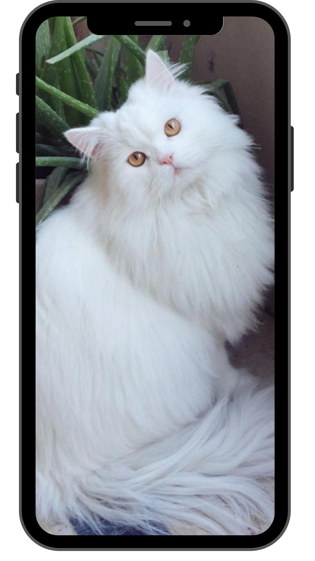 Detail Wallpaper Gambar Kucing Lucu Nomer 51