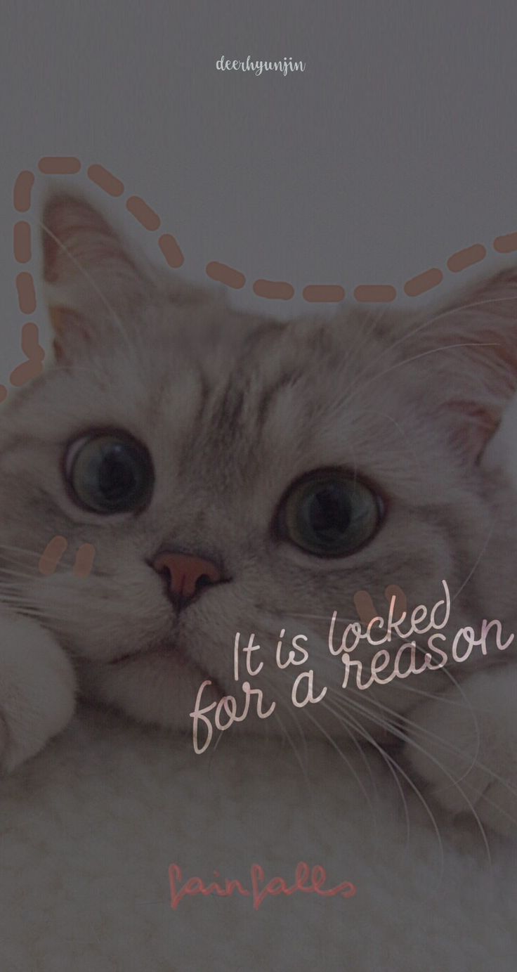 Detail Wallpaper Gambar Kucing Lucu Nomer 54