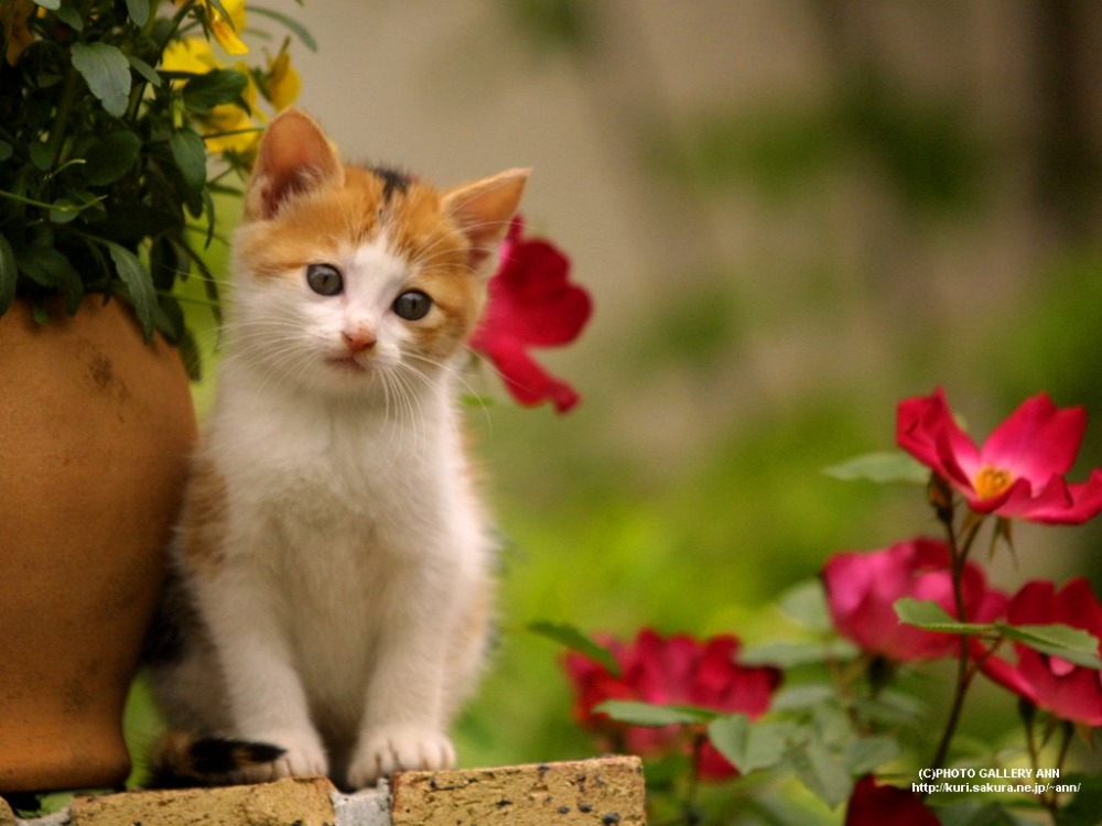 Detail Wallpaper Gambar Kucing Lucu Nomer 55