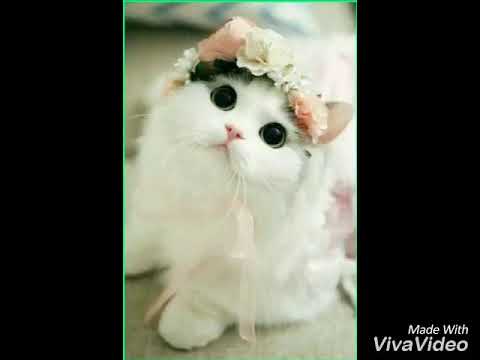 Detail Wallpaper Gambar Kucing Lucu Nomer 57