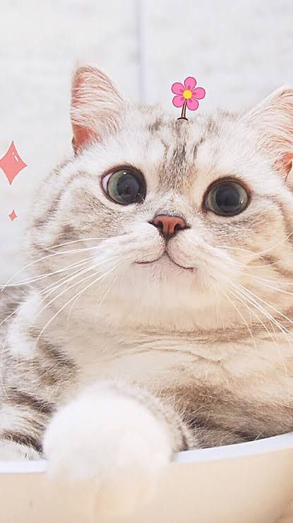 Detail Wallpaper Gambar Kucing Lucu Nomer 9