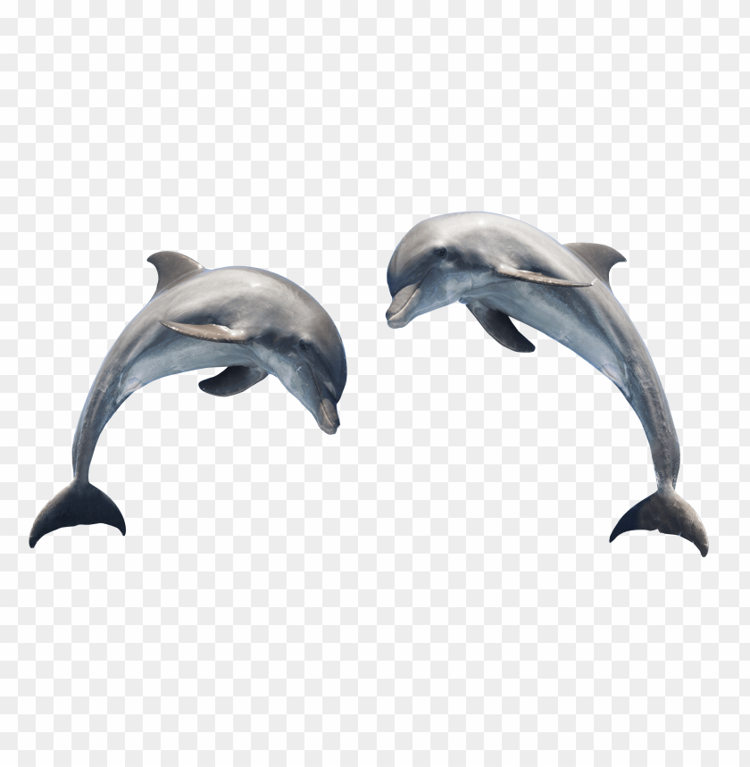 Detail Dowload Dolphin Nomer 21
