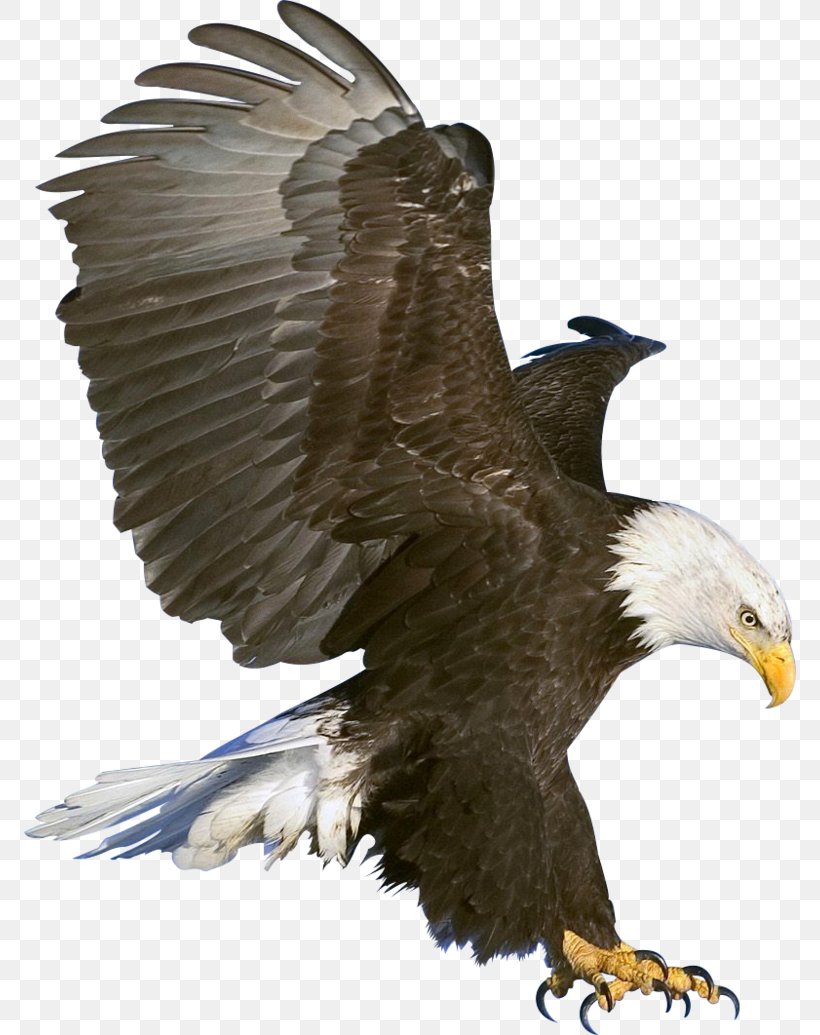 Detail Dowload Eagle Nomer 13