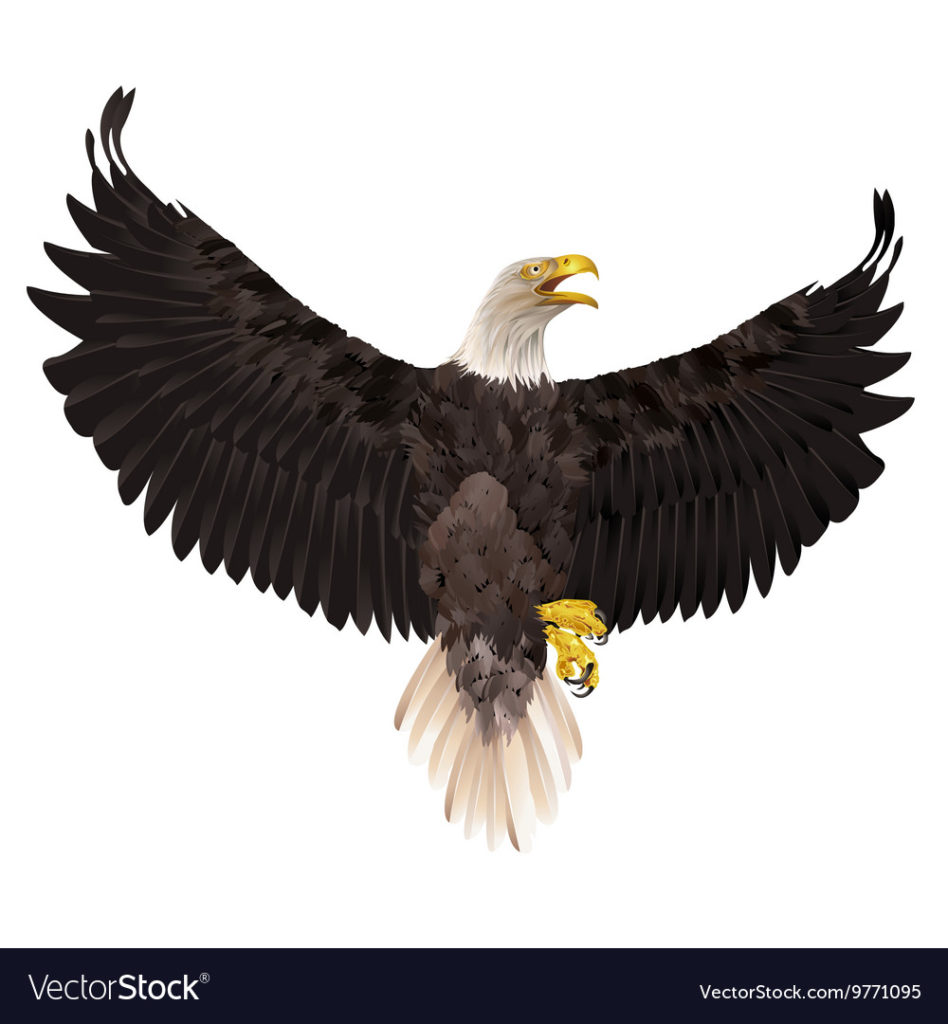 Detail Dowload Eagle Nomer 19